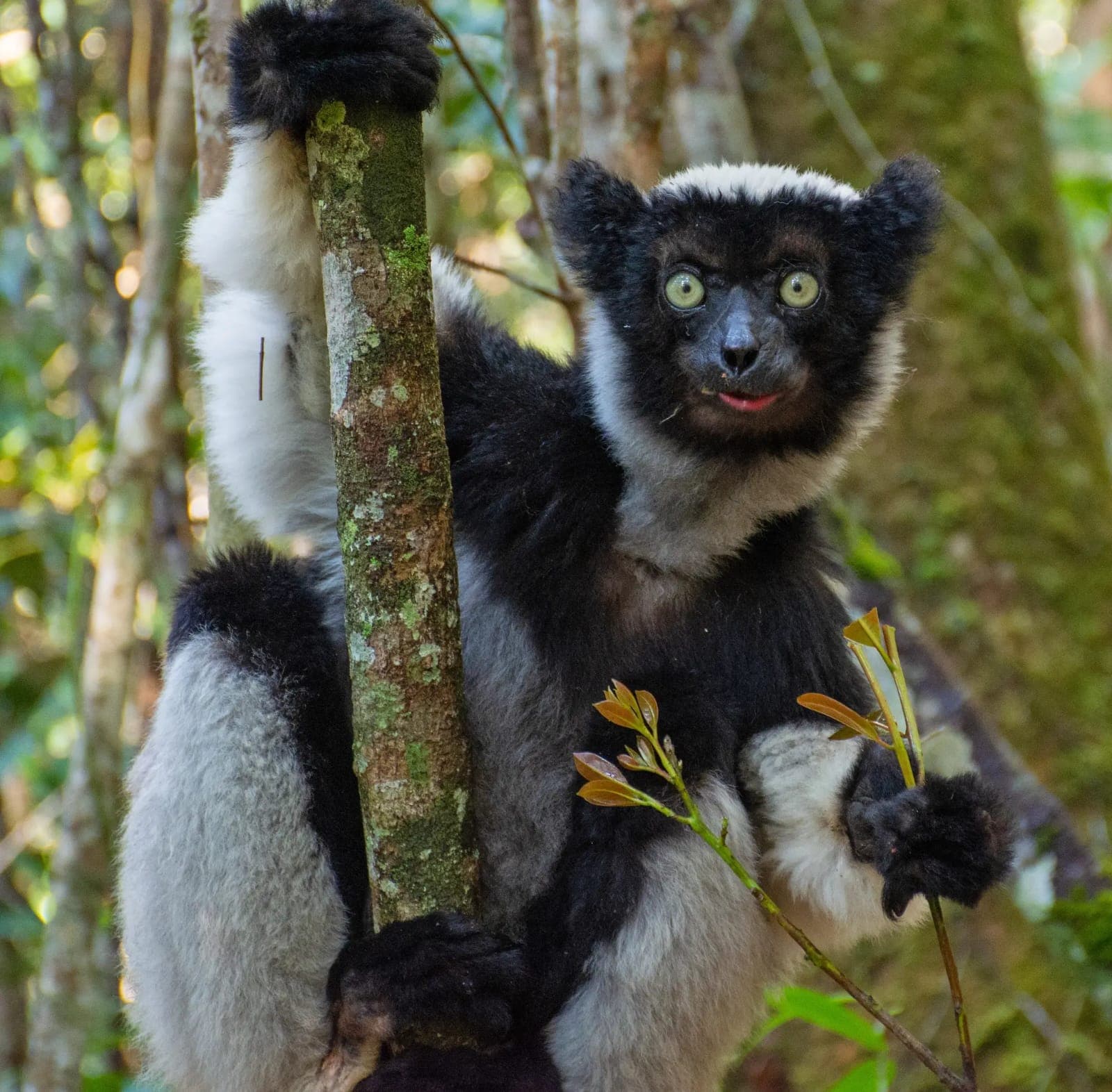 Grand Madagascar